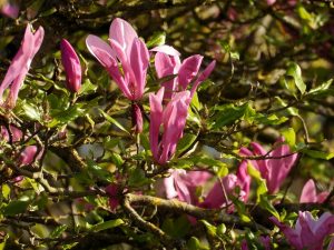 Magnolia en fleur