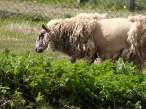 Mouton semi tondu