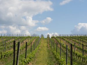 Paysage de vignes en Gironde