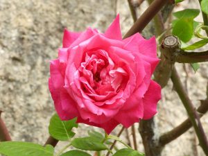Rose classique