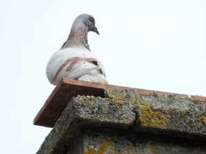 Pigeon dominant