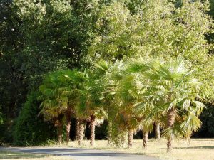 Palmiers en Dordogne