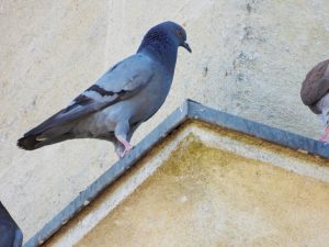 Pigeon d'église