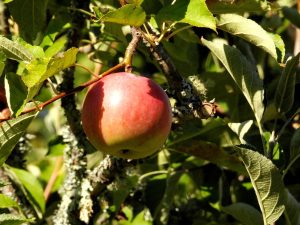 Pomme reinette en août